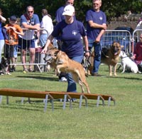 image of the dog agility
                                          display